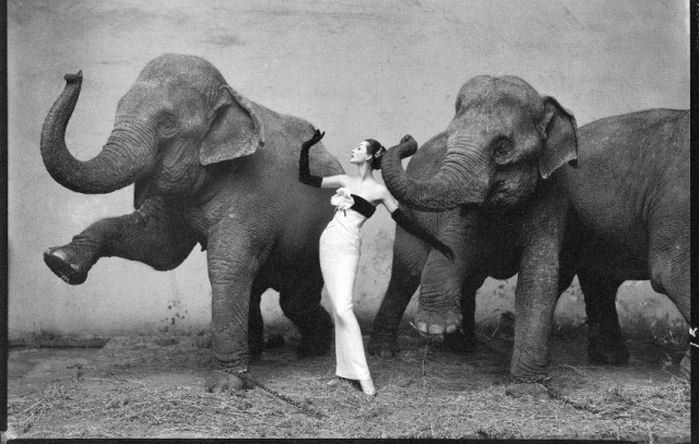 L&rsquo;Iconique Dovima avec des Éléphants : Un Chef-d&rsquo;œuvre de Richard Avedon