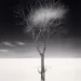 Michael Kenna’s Christmas Tree, St. Malo: A Study in Serenity