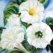 Exploration du « Jimson Weed/White Flower No. 1 » de Georgia O&rsquo;Keeffe