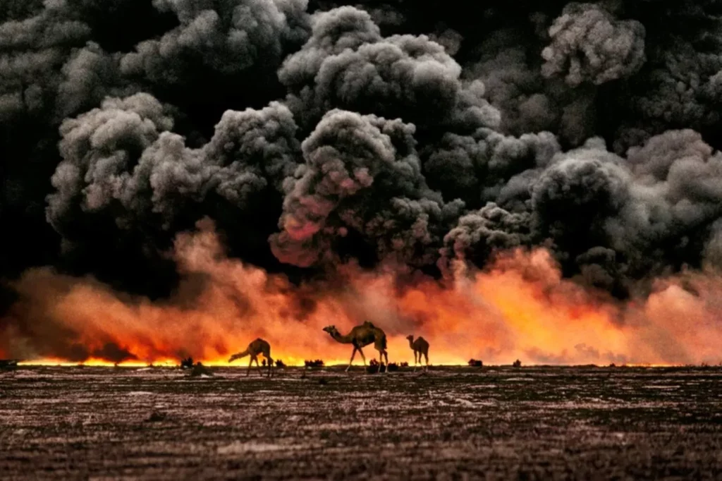 Camel and Oil Fields, Kuwait