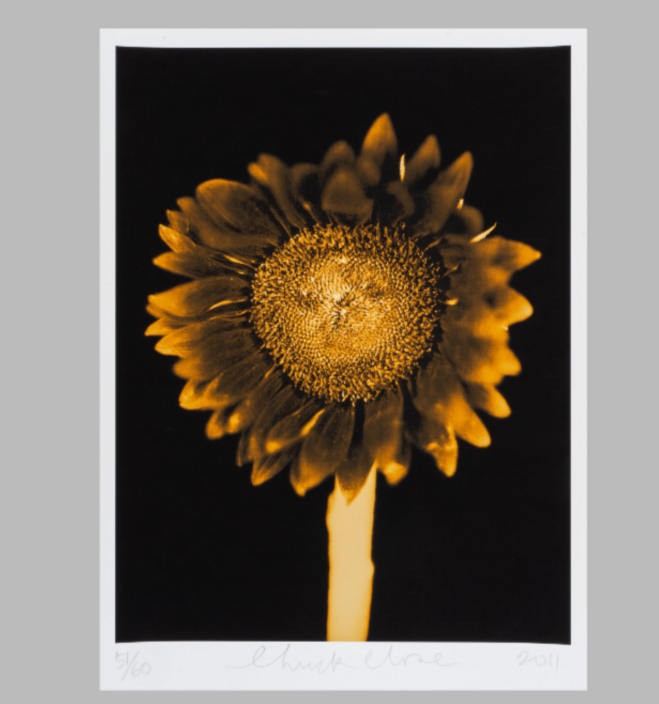 Senza titolo (Girasole)