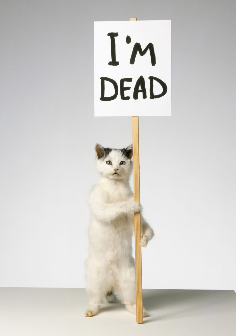 Explorando Estoy muerto de David Shrigley