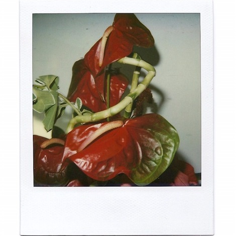 Still Life by Nobuyoshi Araki in Gallery Spotlight