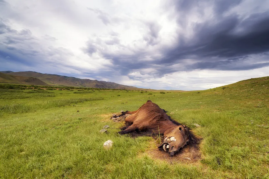 Itinéraire d'un cheval gâté by Joachim Beauvilain