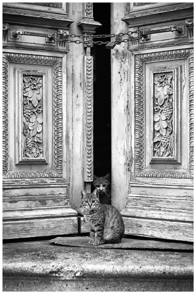 Old Town Cats, Magda Lates