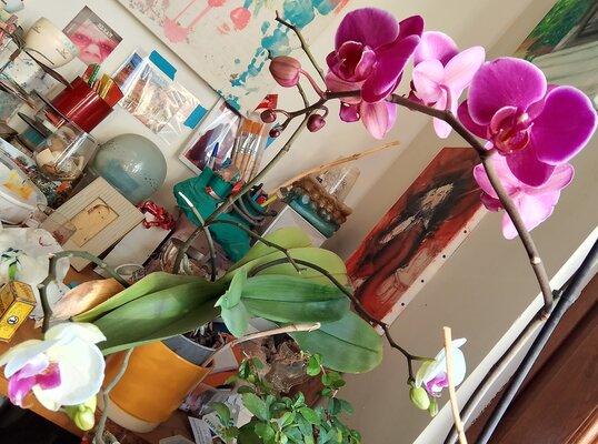 Carolina Moretti in de studio: Il mio giardino