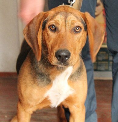 Stanislav Bojankov im Studio: studio
