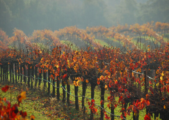 Karen Scally in the Studio: Napa Valley Vineyards