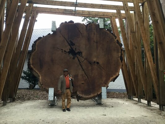 Claudio Pincas Feldman in de studio: Meise Plantentuin Brussels (Oud Tree-Wood)