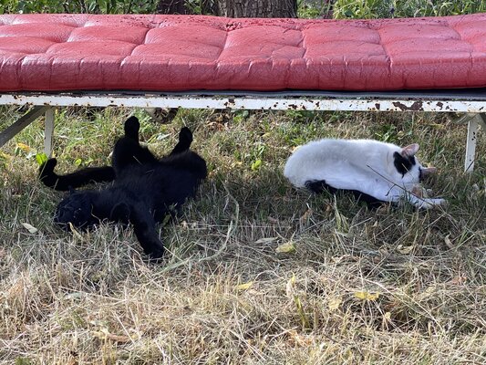 Daniela MELZIG nello studio: ATELIERKATZEN©DanielaMELZIG