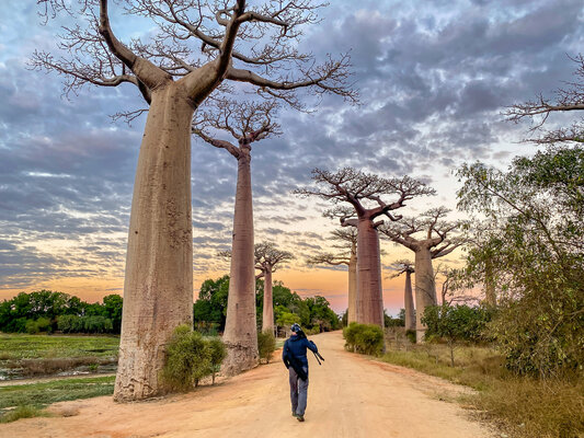 Tom Jacobi im Studio: Allée des Baobabs, Madagascar 2023
