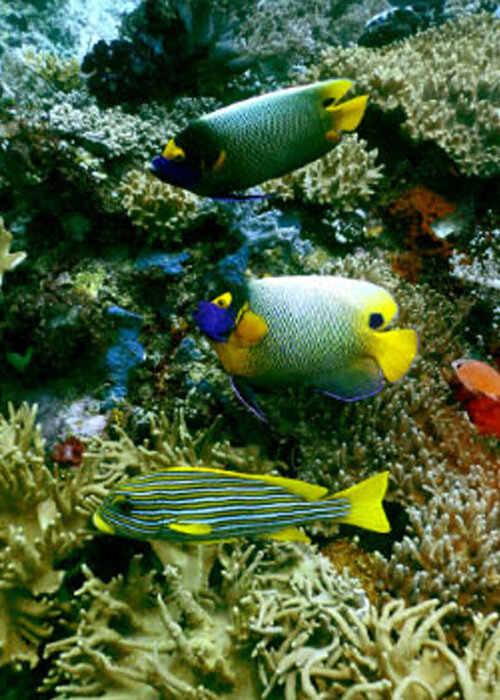 Bonnie MAXEY en Singulart