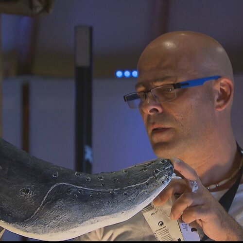 Volg Bruno Tomei op Singulart
