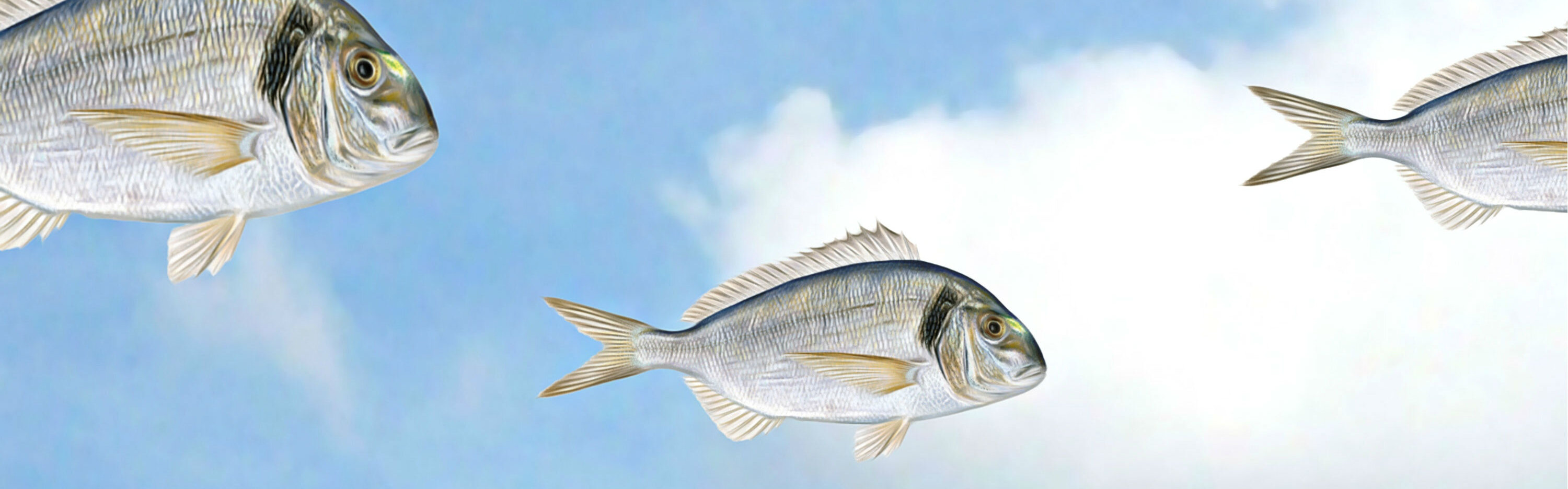 Exposición Solid'Art au Zenith de Montpellier - Jean-Marie Gitard