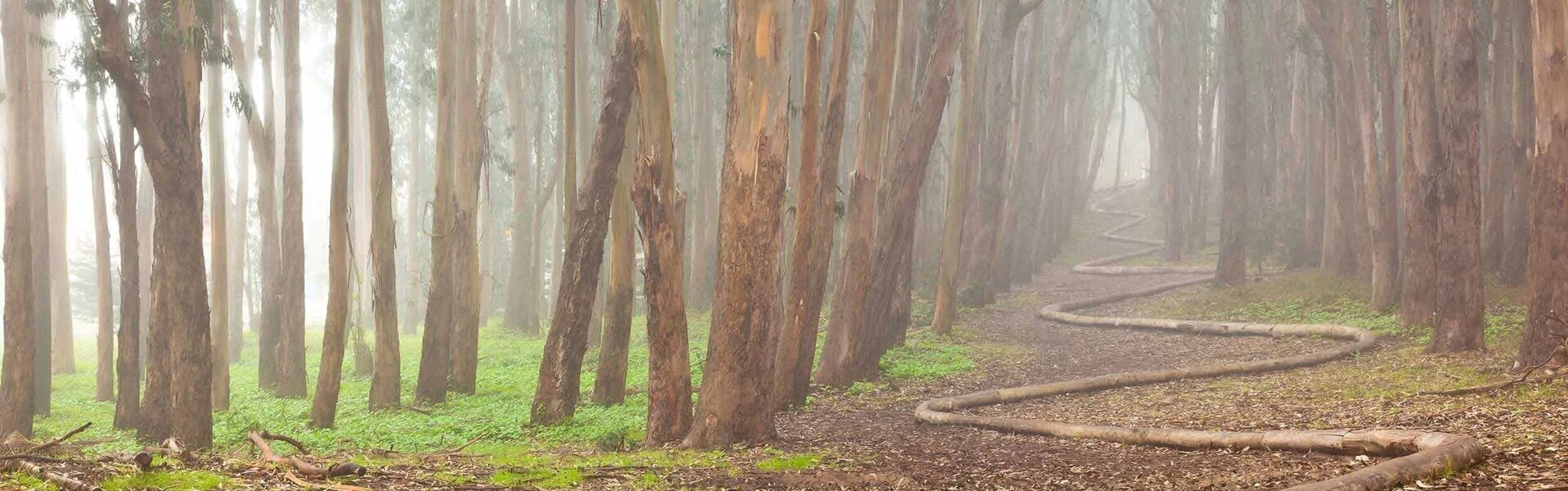 Andy Goldsworthy Art for Sale on SINGULART