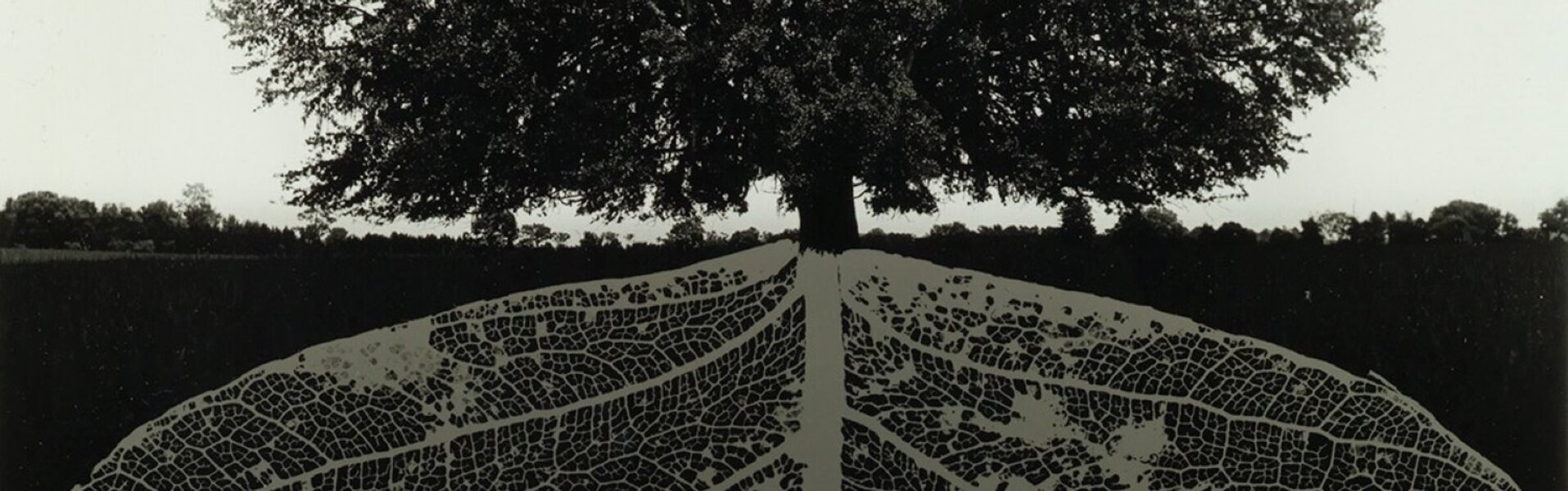 Jerry Uelsmann Art for Sale