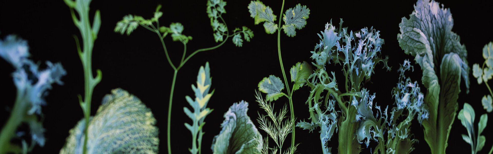 Jürgen Bubeck Kunst kaufen