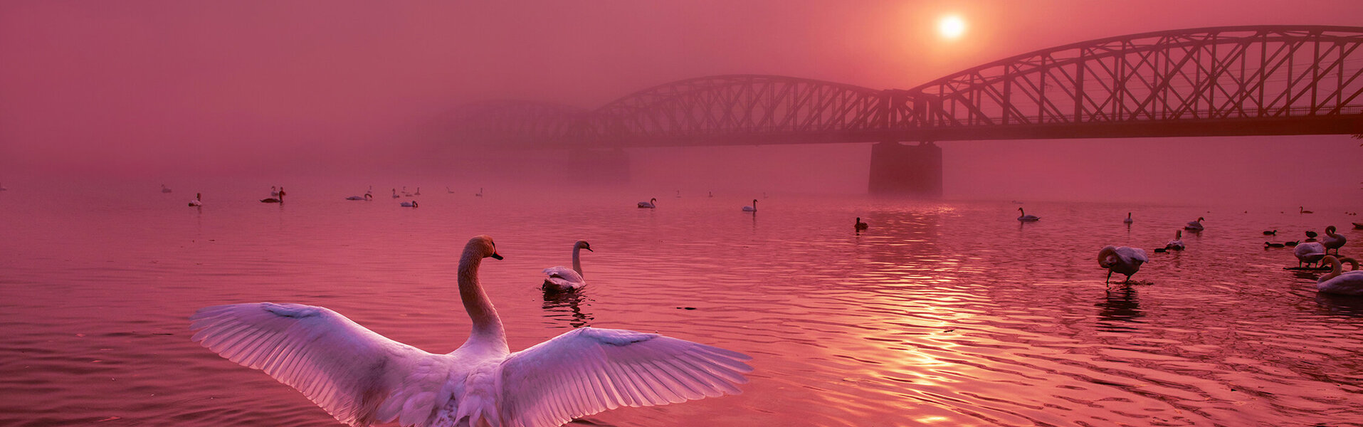 Peter Cech Art for Sale