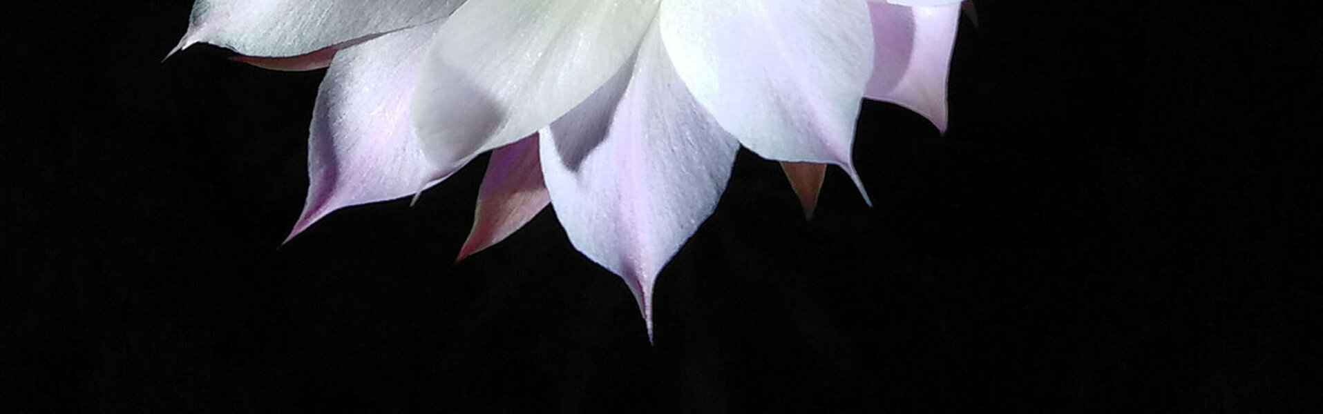 Mariapia Statile Œuvres d'art à vendre