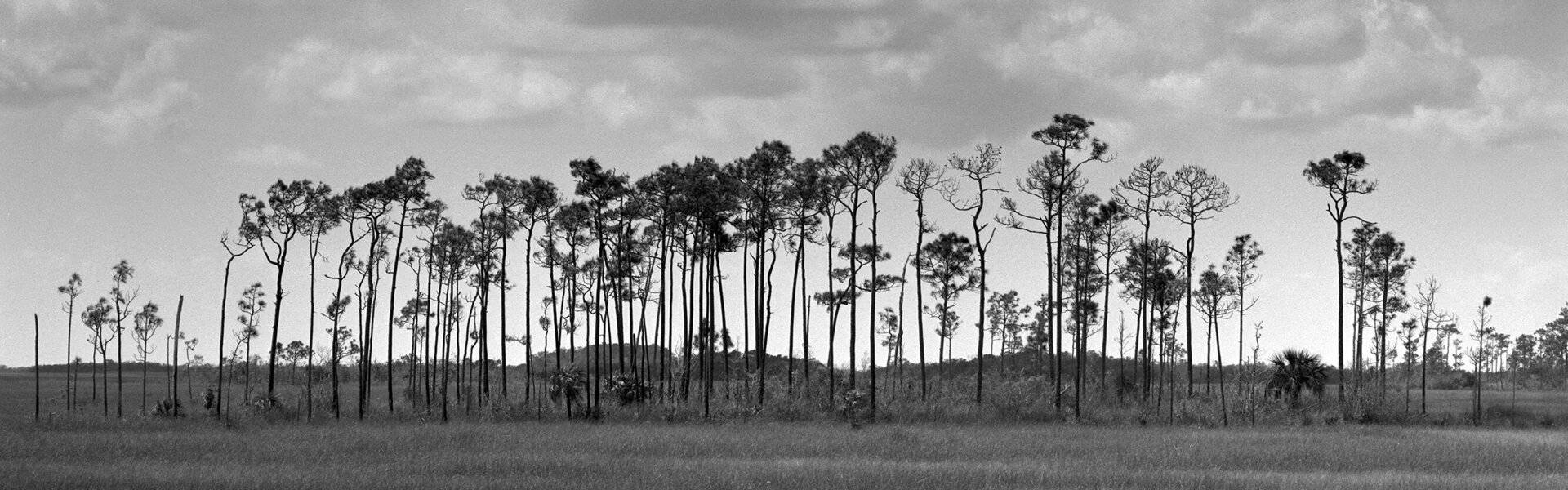 Rudy Umans Kunst te koop