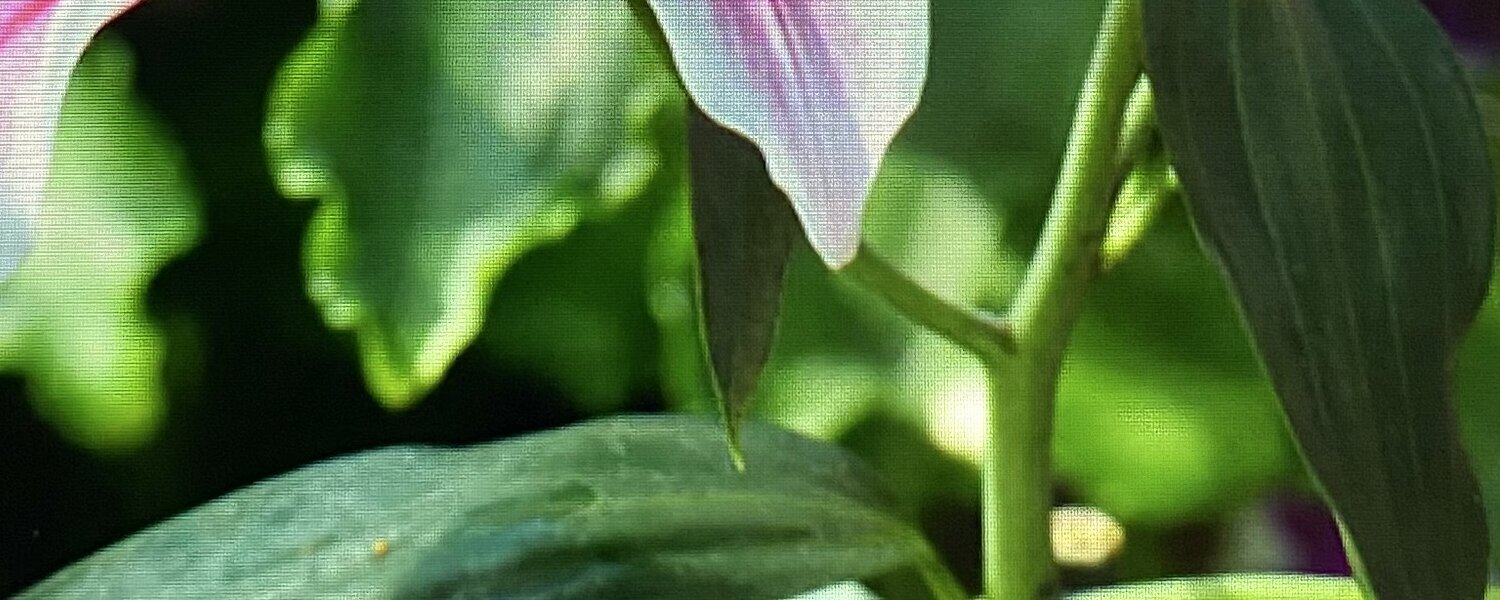 Lynette Bagley Kunst kaufen