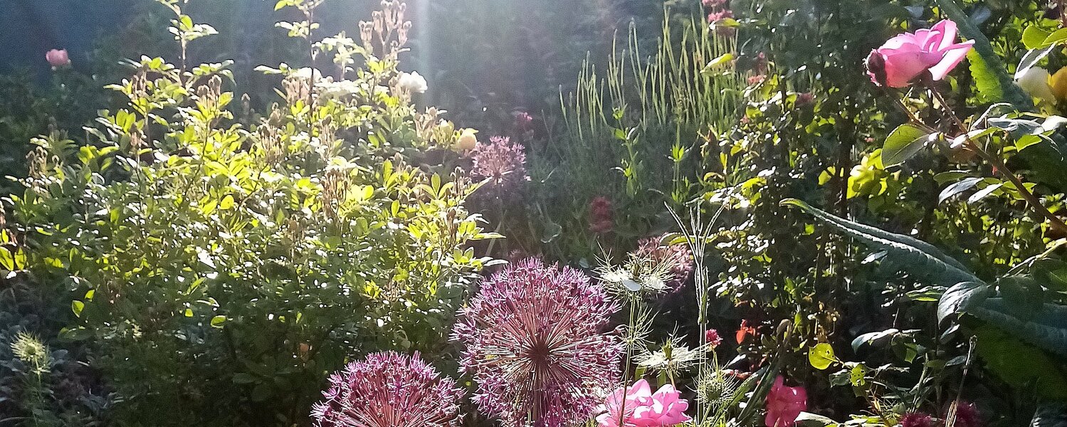 Joanna Hamulski Kunst kaufen