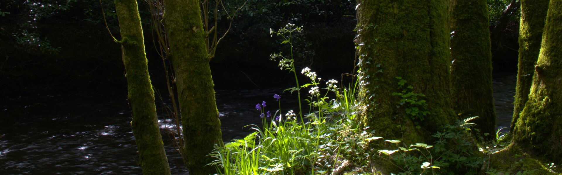 Maire Gaffney Œuvres d'art à vendre