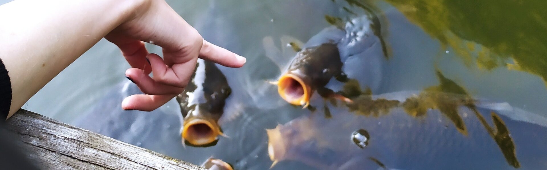 Nina DeLudemann Kunst kaufen