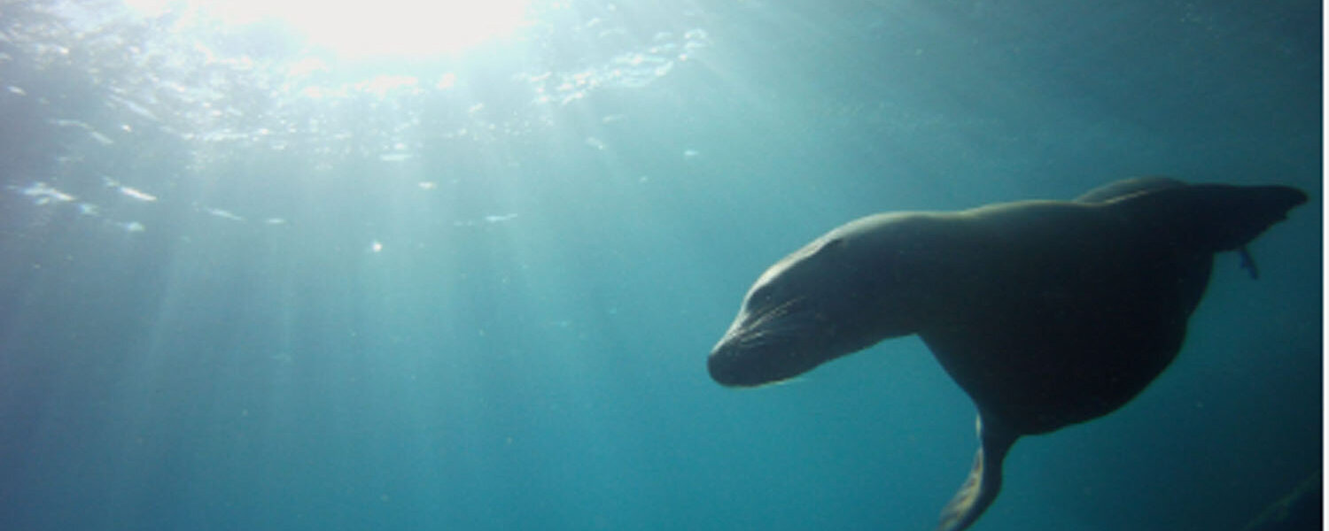 Bonnie MAXEY Arte en venta