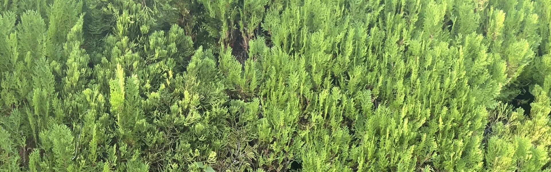 Chiyoko Kana Art for Sale