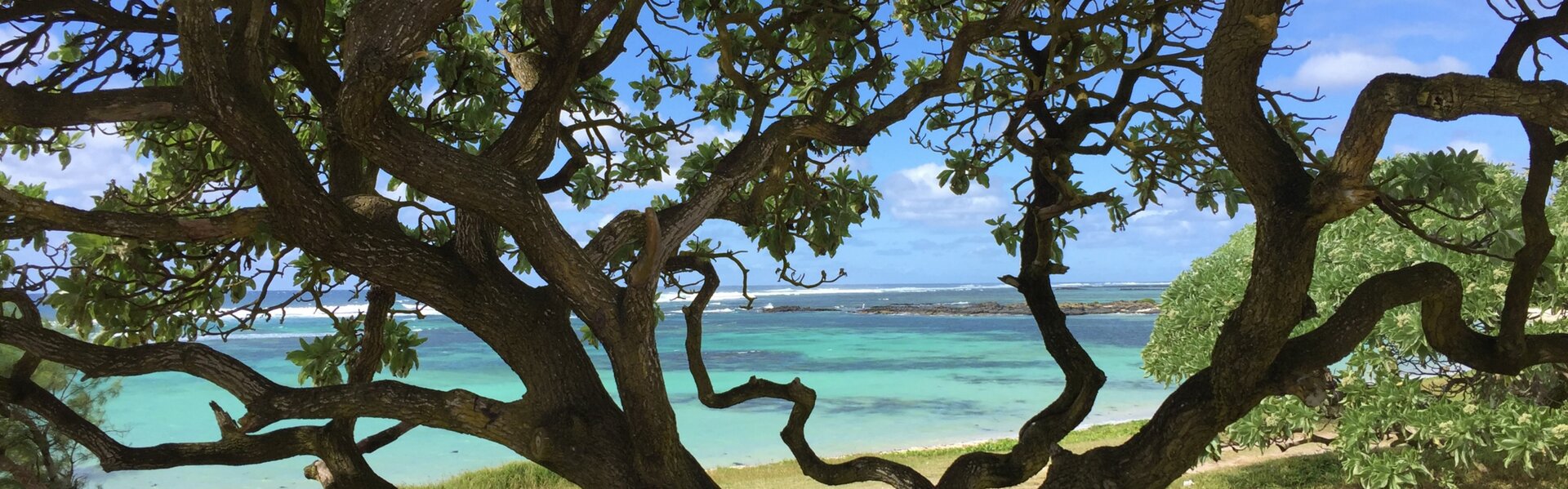 Catherine Oliver Opere d'arte in vendita