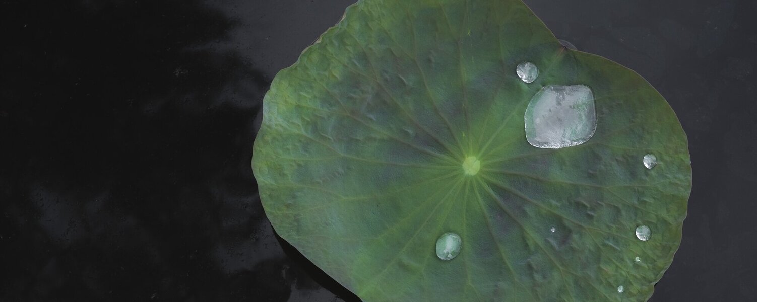 Corinne Deniel Art for Sale