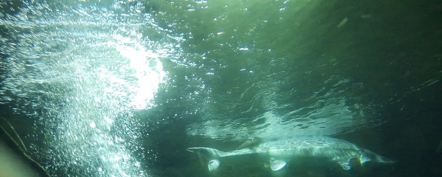 Caroline Lingg Kunst kaufen