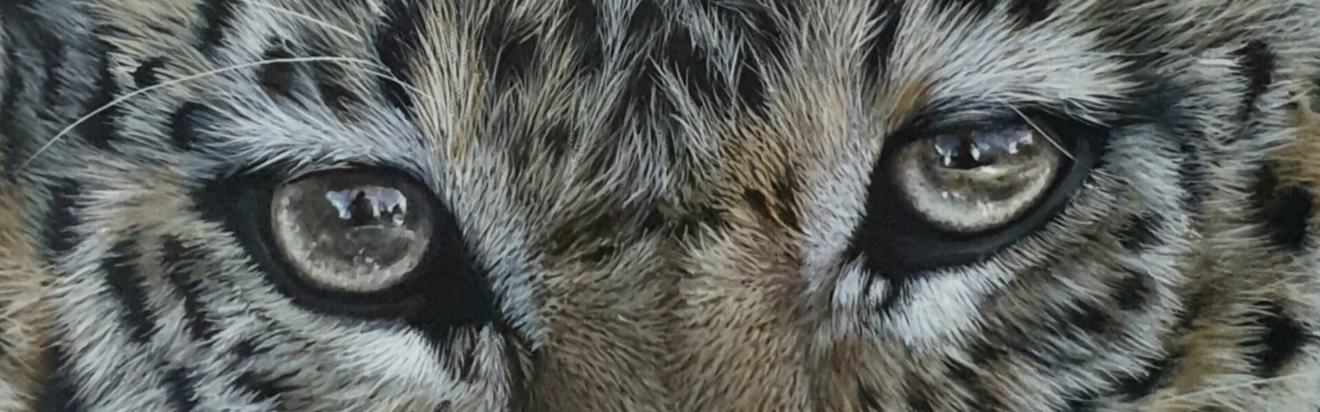 K-roline Kunst kaufen