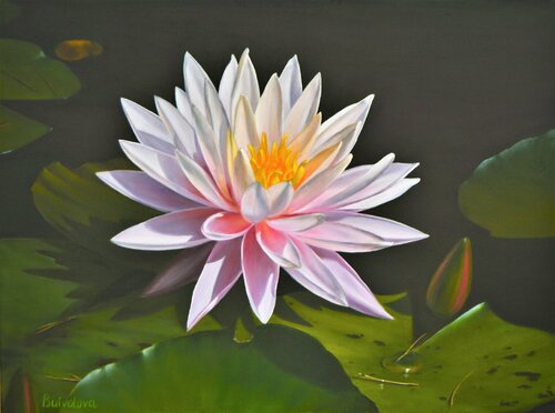 Pink water lily de Iryna Buivolova, Pintura a la venta en Singulart