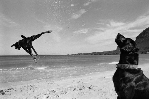 Two Dogs 15 by Graeme Williams, Photography for Sale on Singulart