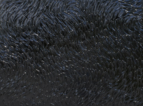 Movement in Black van Bill Stone, Schilderij te koop op Singulart
