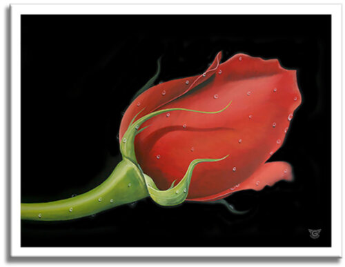 Red Rose- Paper - Giclee print Limited Edition by Gardani, Print for Sale on Singulart