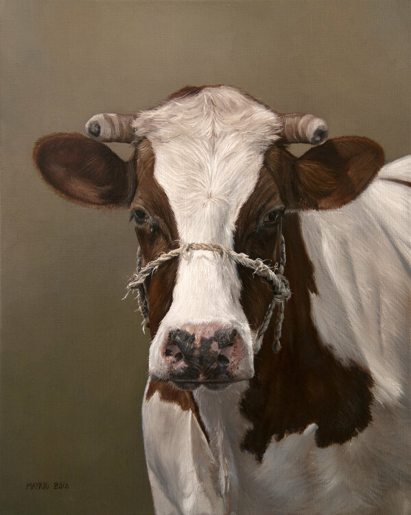 Cow, portrait Mayrig Simonjan