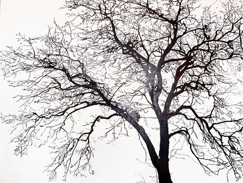 Acacia by Valeria Radzievska, Painting for Sale on Singulart