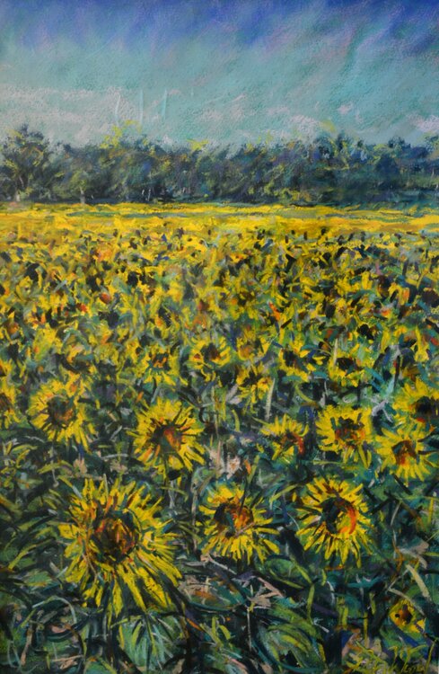 17. French Sunflowers. Pastel. Peter Wood