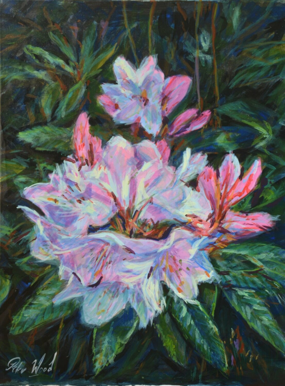 Spring Rhododendron cluster Peter Wood