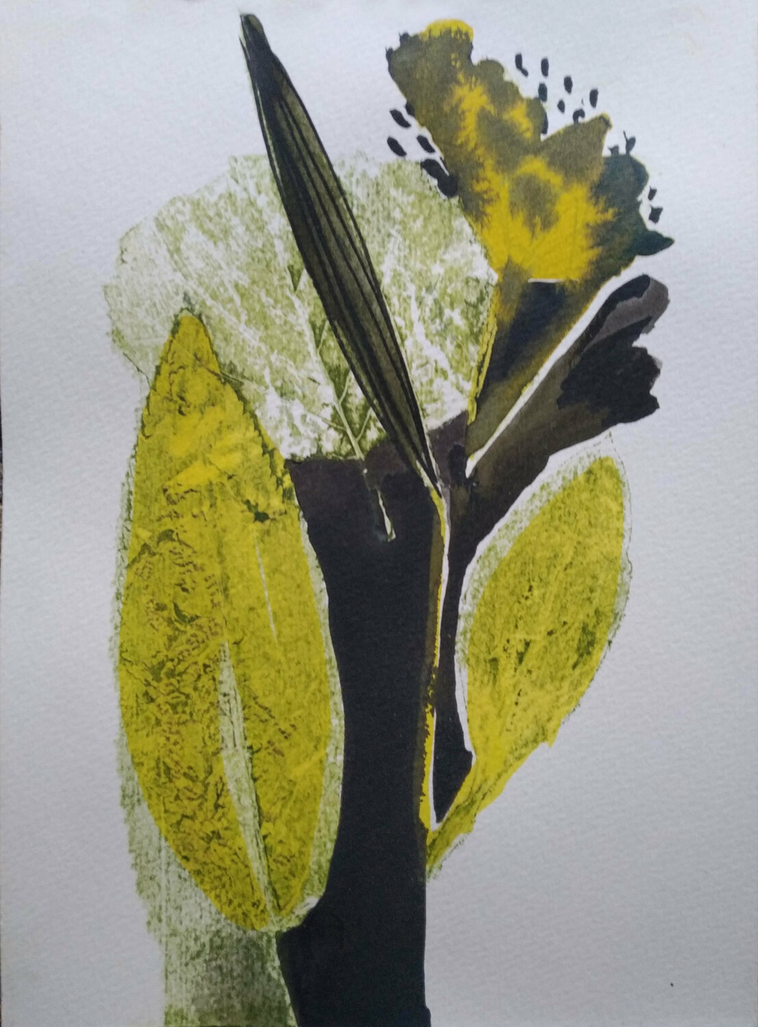 Mountain herbs Yaryna Shumska