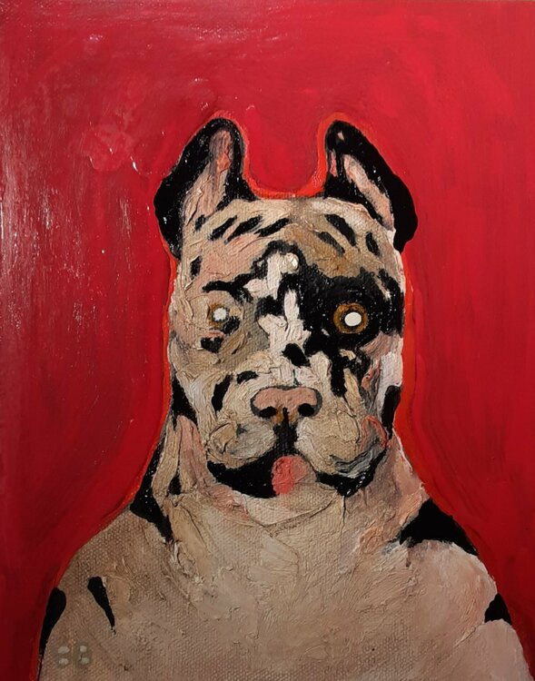 bull dog in red Brenda Barnum