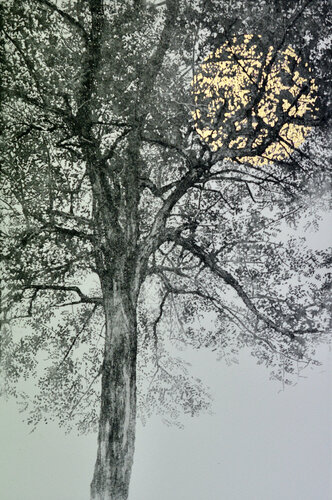 Every leaf has its own name de Angus Hampel, Impresión a la venta en Singulart