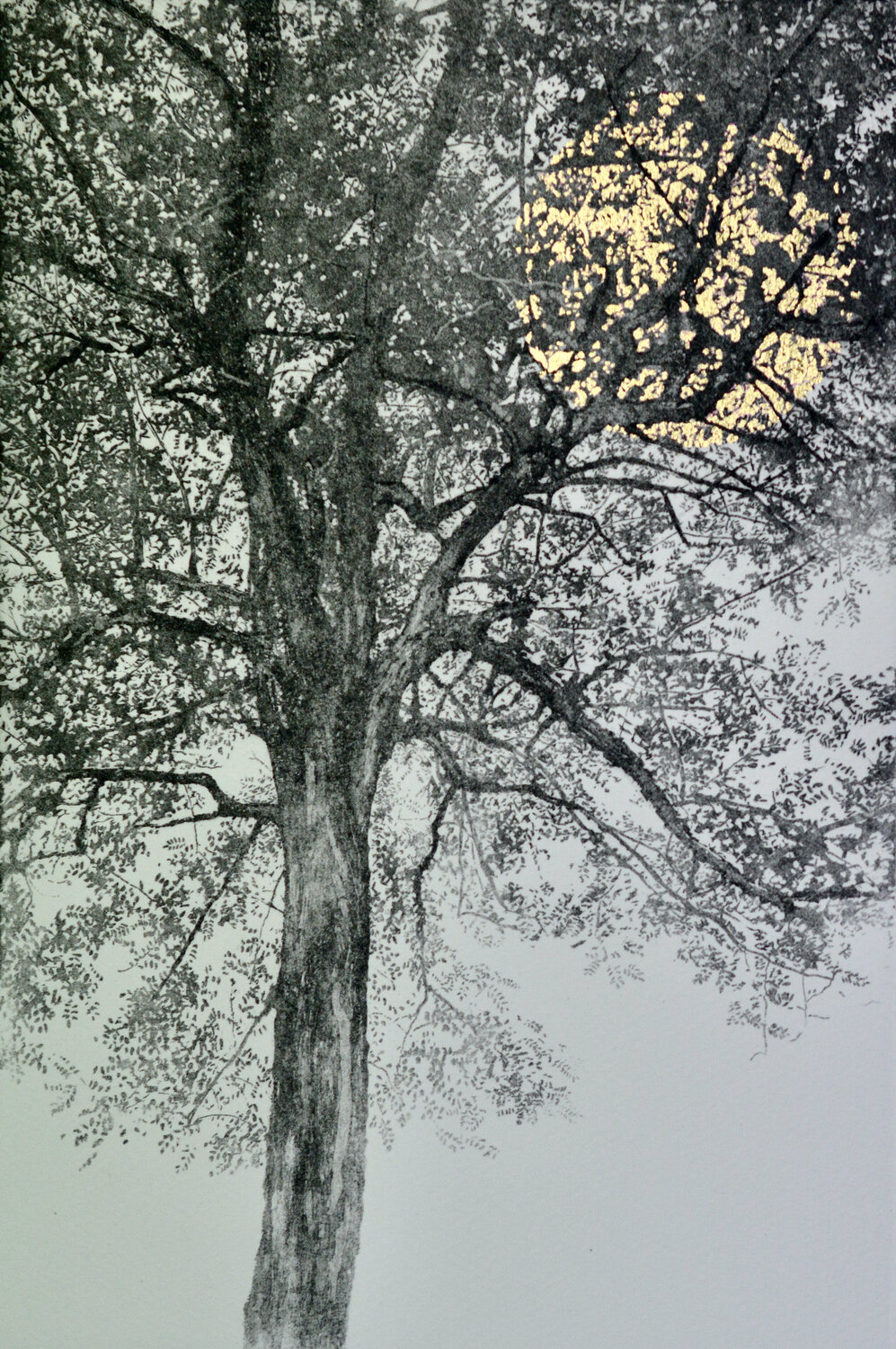 Every leaf has its own name Angus Hampel Édition à vendre