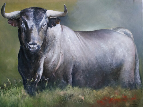 Toro bravo Tomás Castaño