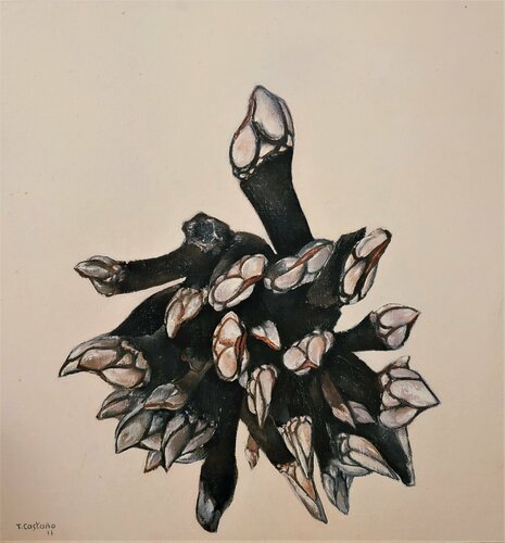 Percebes von Tomás Castaño, Malerei kaufen auf Singulart