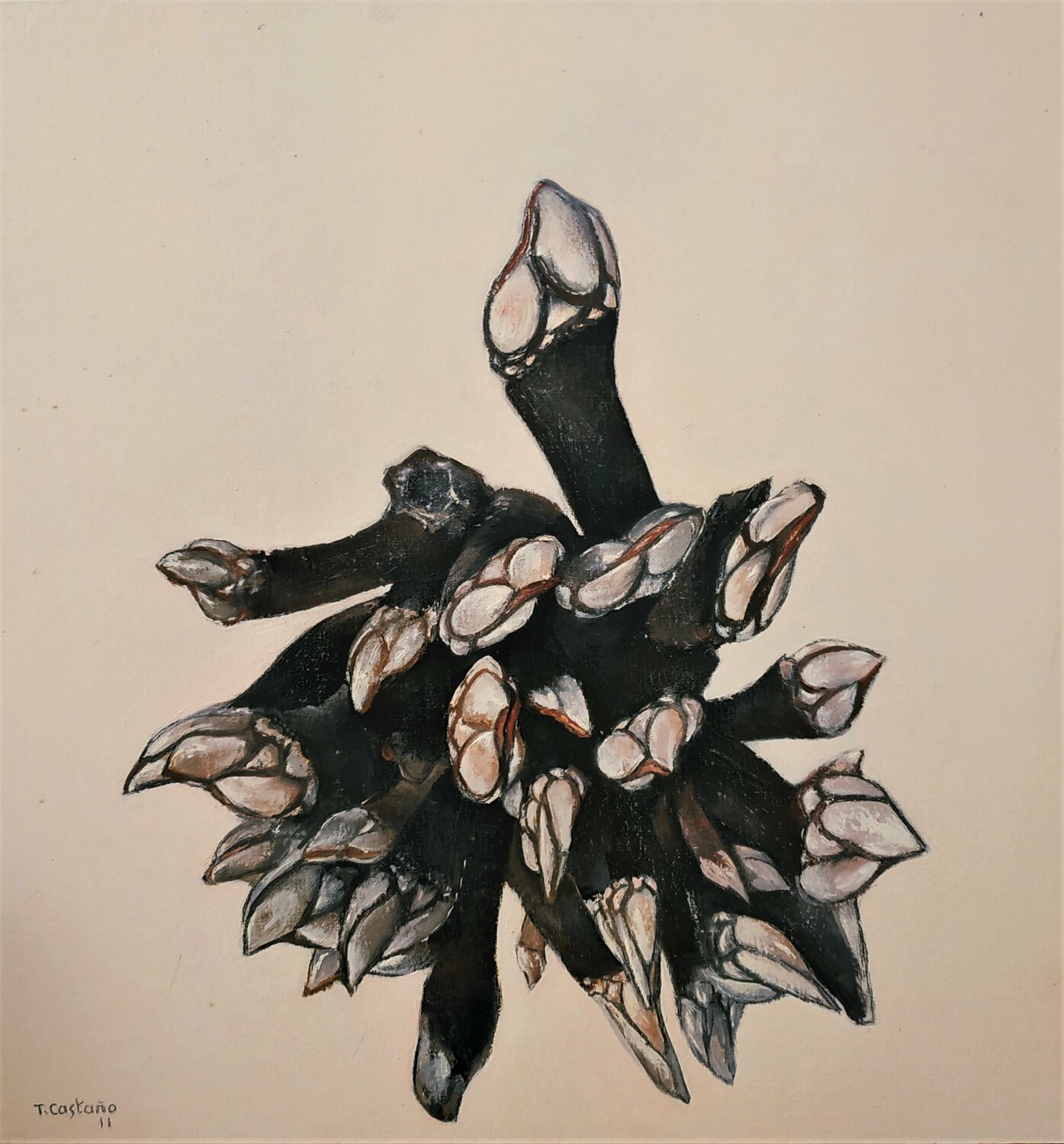 Percebes Tomás Castaño