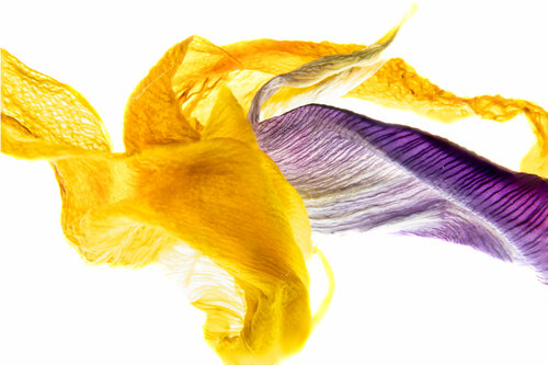Entrelacée florale | Floral interlaced | Entrelazado floral | Blumen interlaced Cristina Stefan